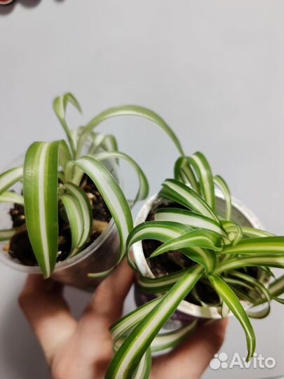 Комнатные растения цветы