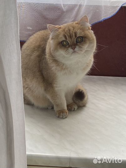 Кошки