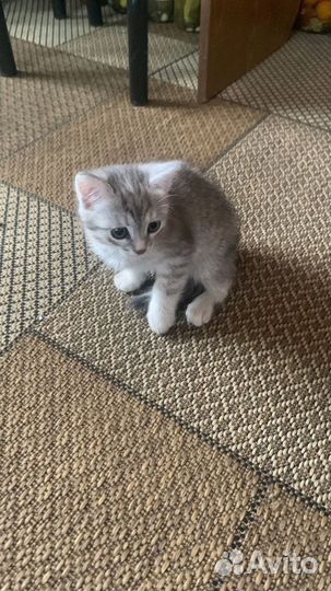 Отдам котенка