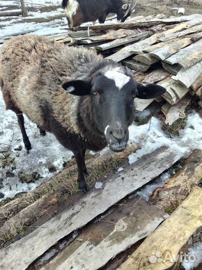 Альпийская молодая козочка