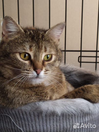 Кошка в добрые руки