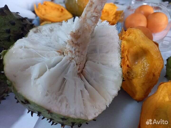 Гуанабана, аннона колючая косточки