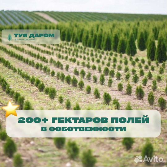 Туя 150 см