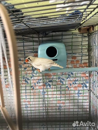 Зебровые амадины