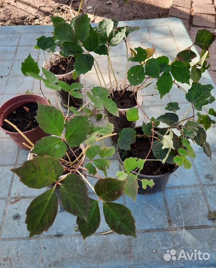 Саженцы девичий виноград (вичи)