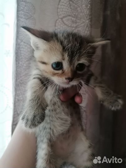 Кошки в добрые руки бесплатно