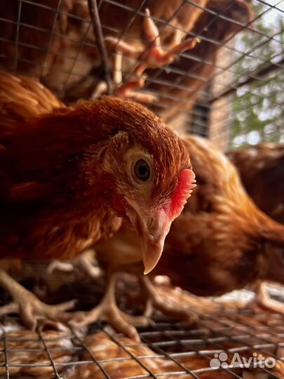 Куры несушки