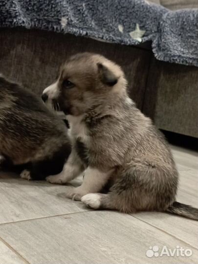 Щенки западносибирской лайки в добрые руки