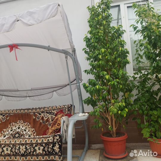 Комнатные цветы шефлера