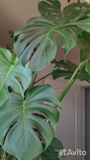 Комнатное растение монстера