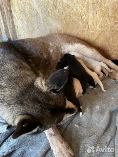 Щенки хаски помесь