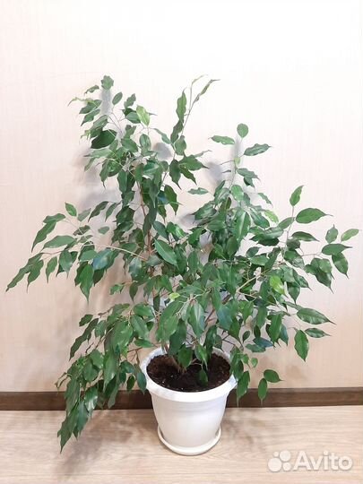 Фикус Бенджамина большой 1.2 метра