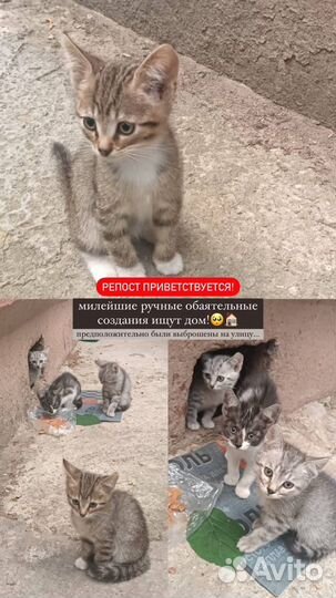 Котята в добрые руки