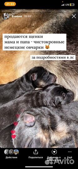 Щенки немецкой овчарки рабочего разведения