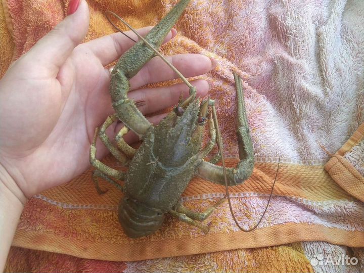 Живые раки