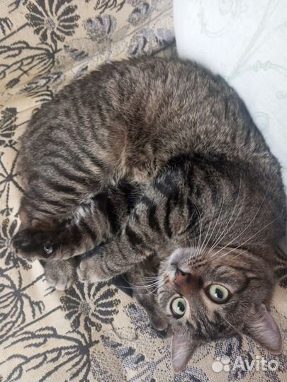 Кот в добрые руки