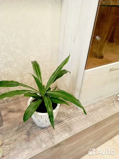 Комнатный цветок