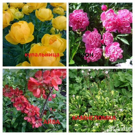 Флокс,хоста,децентра,вербейник, шафран,примулы др