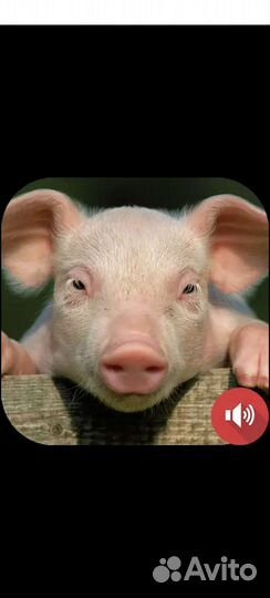 Поросенок ландрас