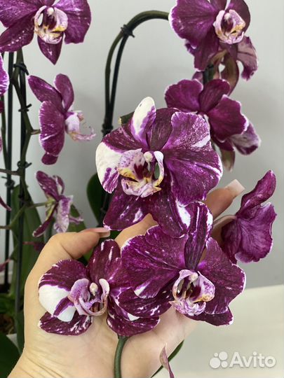Орхидея Шоколад тот самый старый сорт