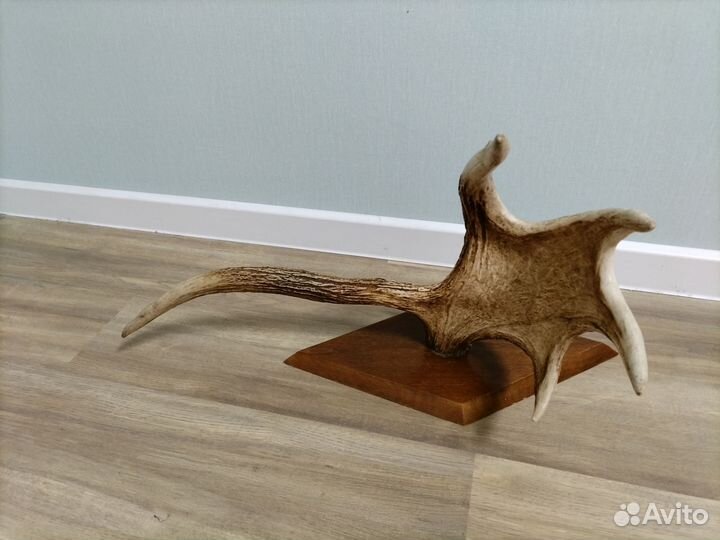 Продам рога лося на стену