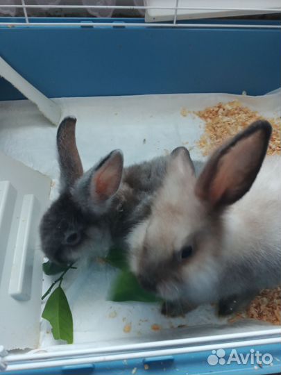 Декоративные кролики