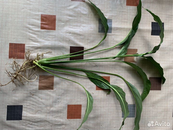 Спатифиллум детки