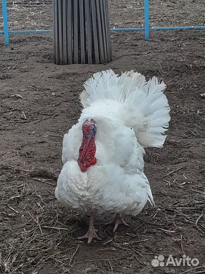 Индюки на племя