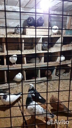 Голуби лётные бойные