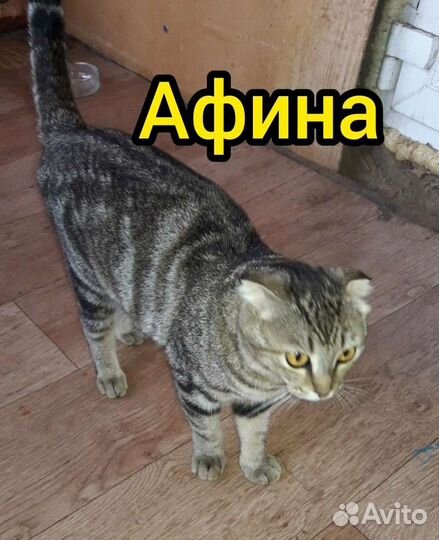 Кошечка