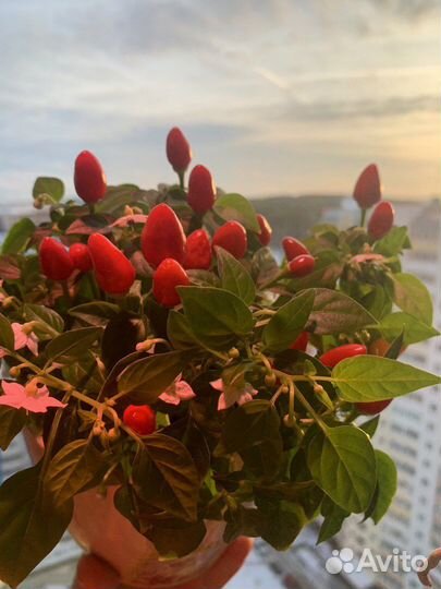 Мини-перец комнатный семена высота всего 15 см