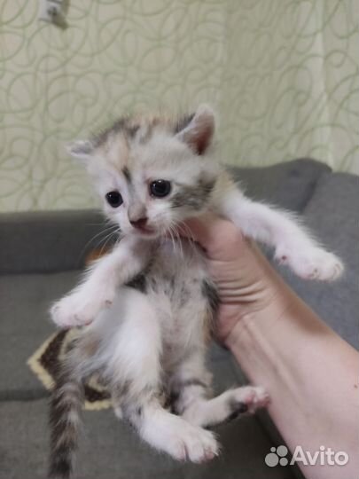 Отдам в добрые руки котят