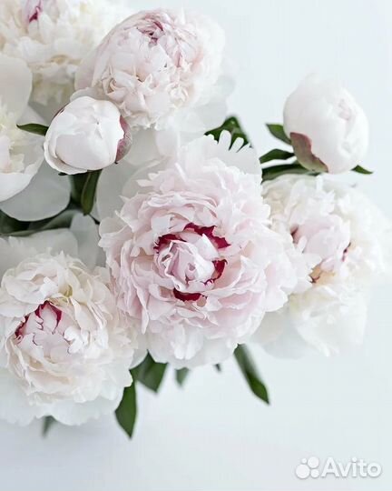 Пионы корни