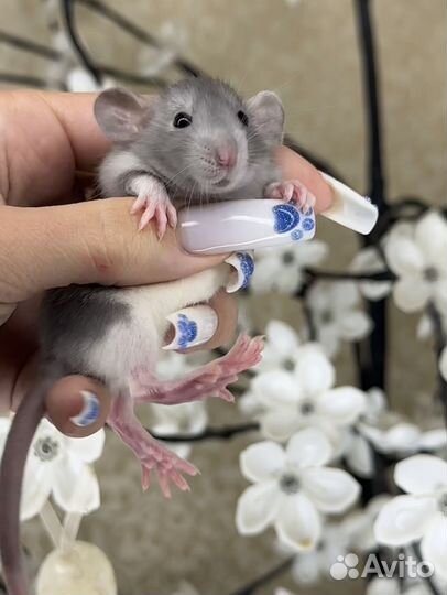 Крыса Дамбо. Крысята. Крыса стандарт