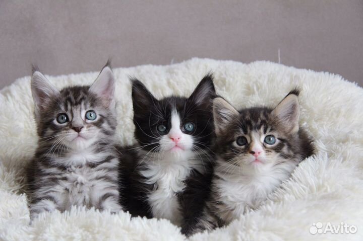 Детки -конфети котята мейн кун из питомника