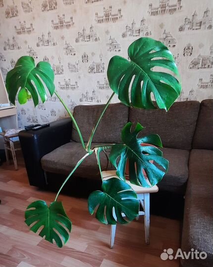 Комнатные растения цветы