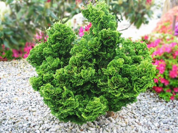 Кипарисовик Филифера нана, ель, нана грацилис