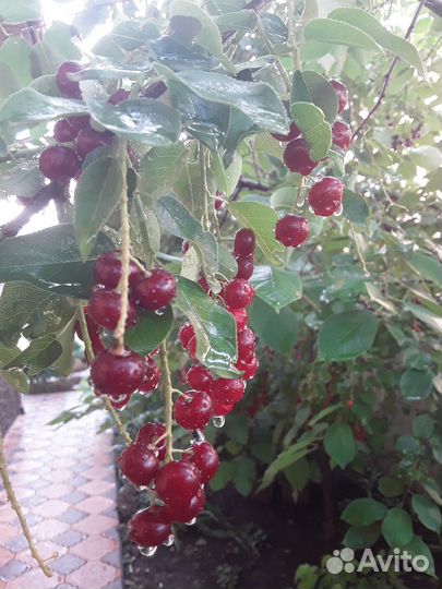 Ягода черёмухи чёрной и красной