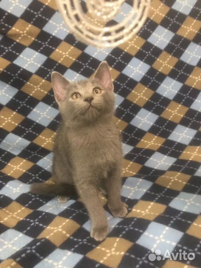 Обычные, не породистые хотят счастья