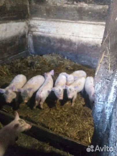 Поросенок ландрас