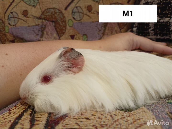 Морские свинки Шелти