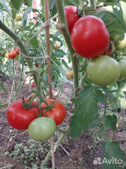 Помидоры свежие домашние