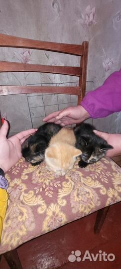 Котята в добрые руки бесплатно