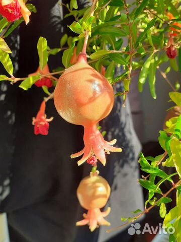 Гранат комнатный