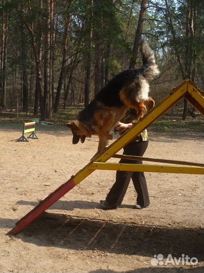 Дрессировка собак