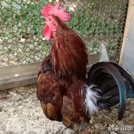 Карликовый петух