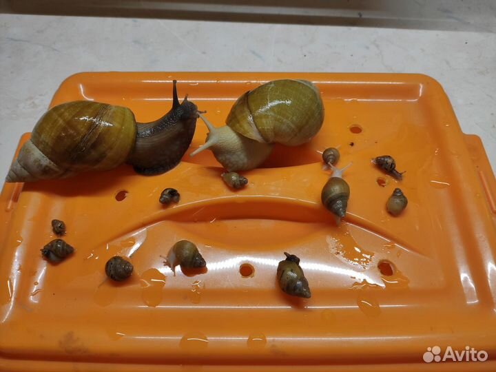 Веселая семейка улиток Ахатин ищет добрые руки