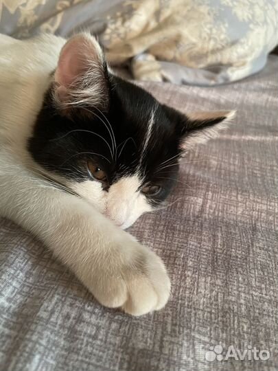 Котенок