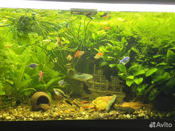 Аквариум juwel 220