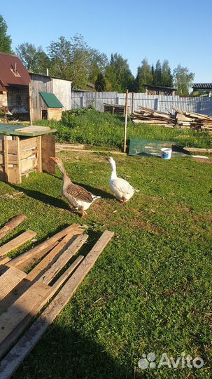 Гусь и гусыня